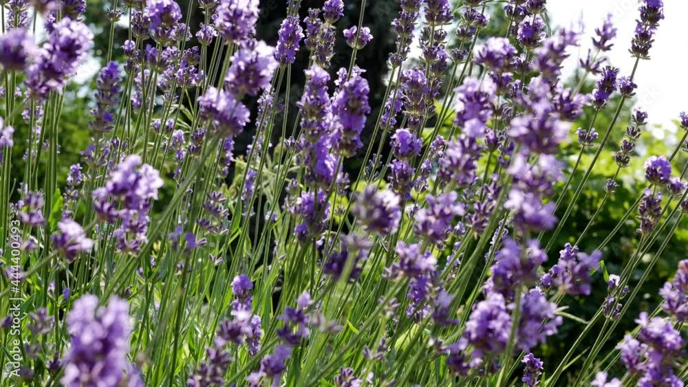 Lavender flowers in the summer. Lavender purple aromatic flowers in garden. Lavender flowers in the summer. Lavender purple aromatic flowers in garden.