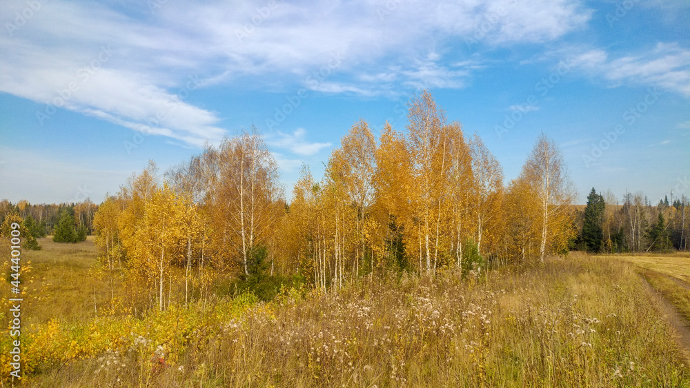autumn yellow forest with blue sky
