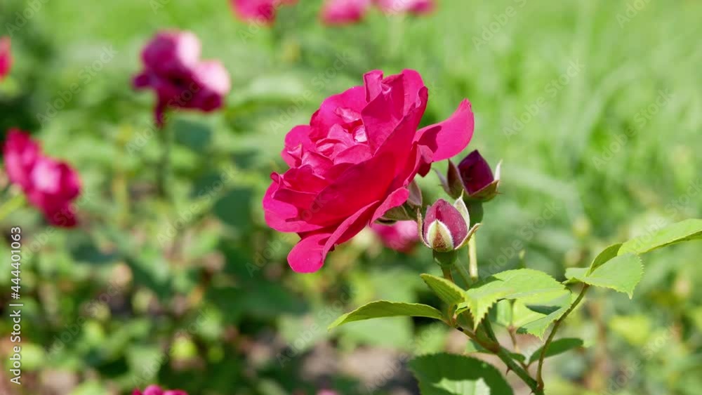 Beautiful roses in the garden. Blooming Roses on the Bush. Growing roses in the garden. Beautiful roses in the garden. Blooming Roses on the Bush. Growing roses in the garden.