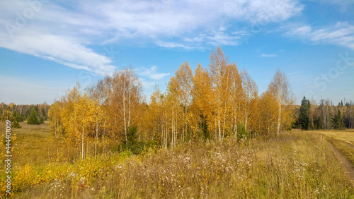 autumn yellow forest with blue sky