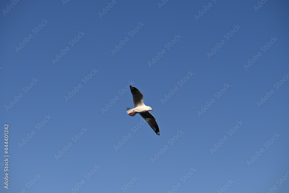 An adult silver gull, commonly known as a seagull, soaring across the clear blue sky