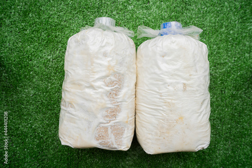 A Lump of Oyster mushroom for growing in farm mushroom cubes on green artificial grass.