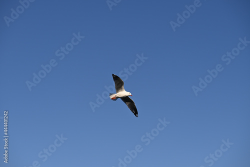 An adult silver gull  commonly known as a seagull  soaring across the clear blue sky