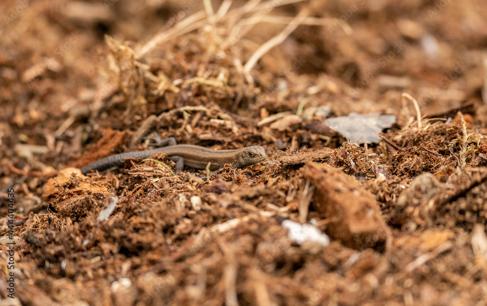 Viviparous lizard
Viviparous lizard
