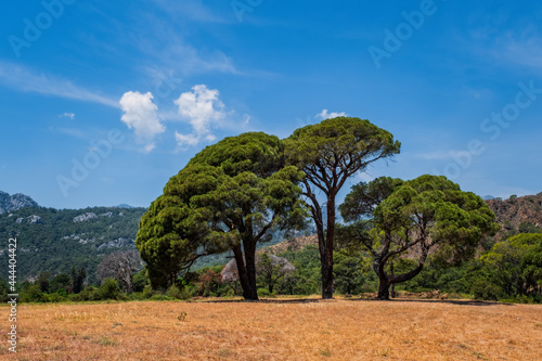 Scenic pine trees in Cirali beach, Turkey. May 2021