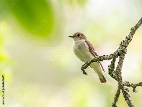 Female european pied flycatcher