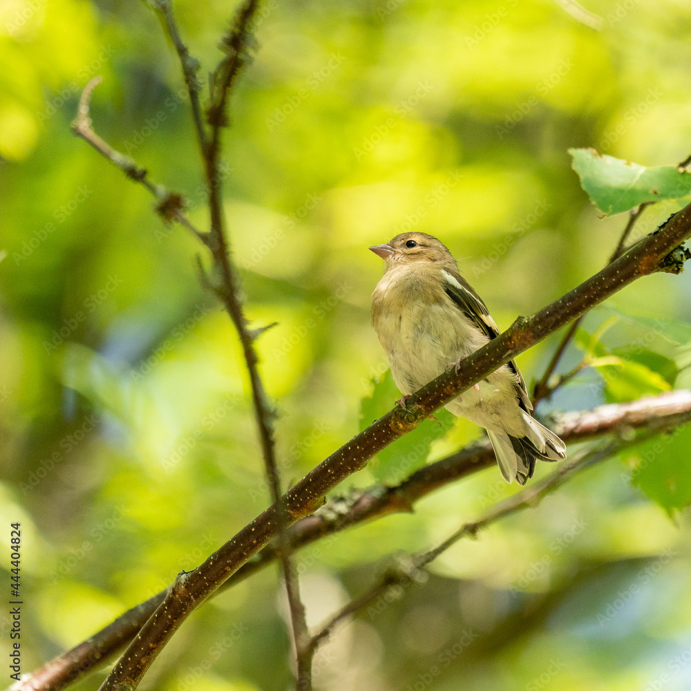 Young common chaffinch Young common chaffinch