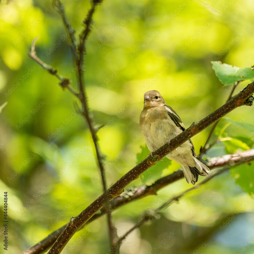 Young common chaffinch Young common chaffinch