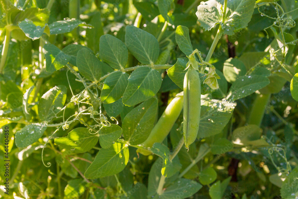 Green pea pods grow in the summer in the garden Green pea pods grow in the summer in the garden