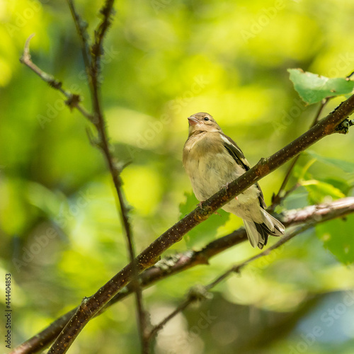 Young common chaffinch