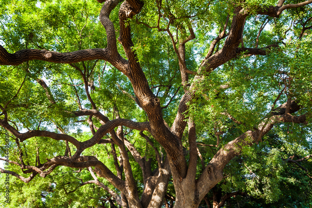 Green natural background of Camphor trees in the park Green natural background of Camphor trees in the park