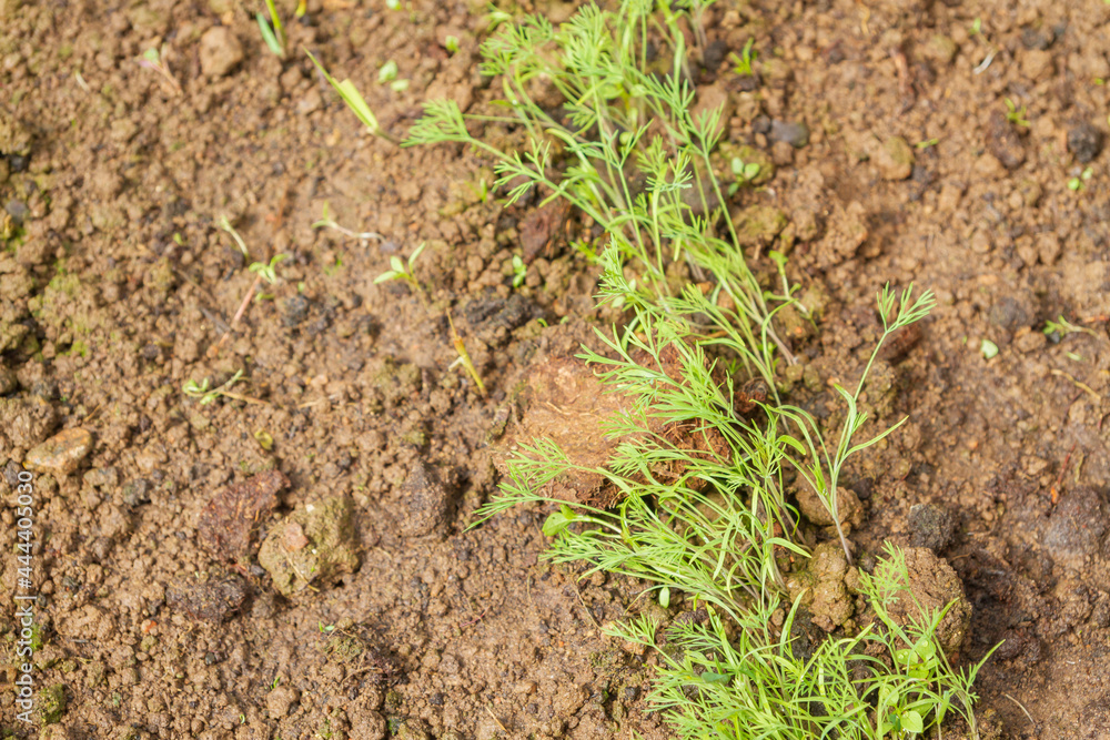 Parsley grows in the garden in the summer in the greenhouse Parsley grows in the garden in the summer in the greenhouse