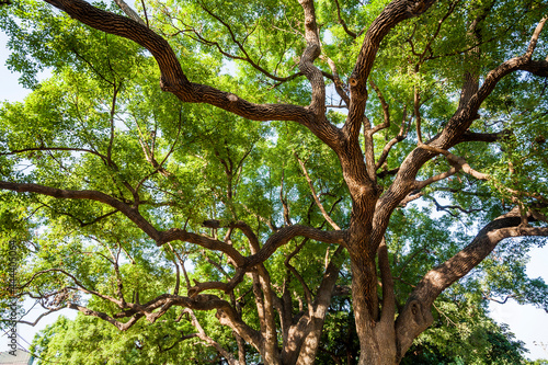Green natural background of Camphor trees in the park.