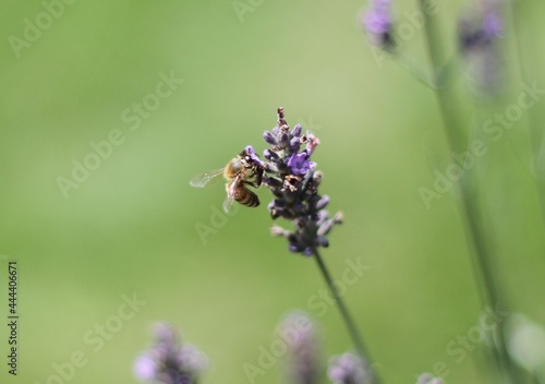 A Bee sucking Honey from a Lavender Flower © Koji