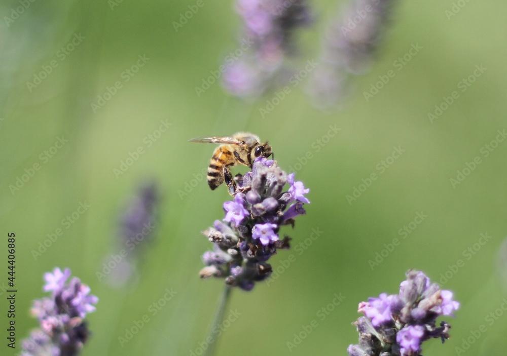 A Bee sucking Honey from a Lavender Flower A Bee sucking Honey from a Lavender Flower
