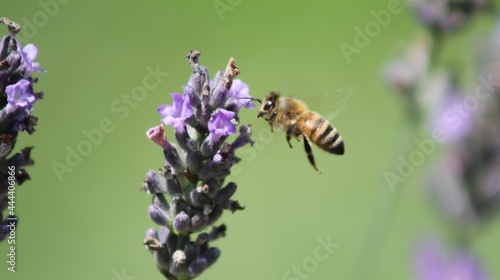 A Bee Flying to a Lavender Flower © Koji