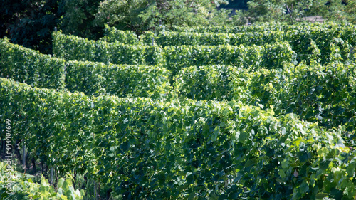 vineyards in Roero Piedmont Italy summer day