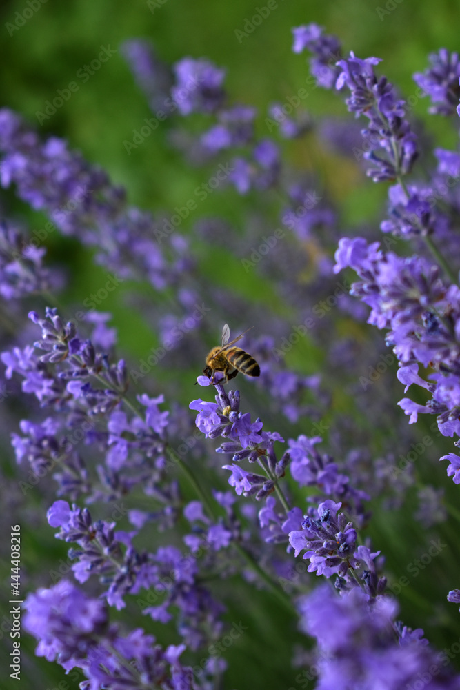 bee on lavender flower