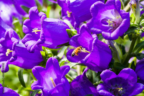 Photography Close up of bees collecting nectar in the campanula medium