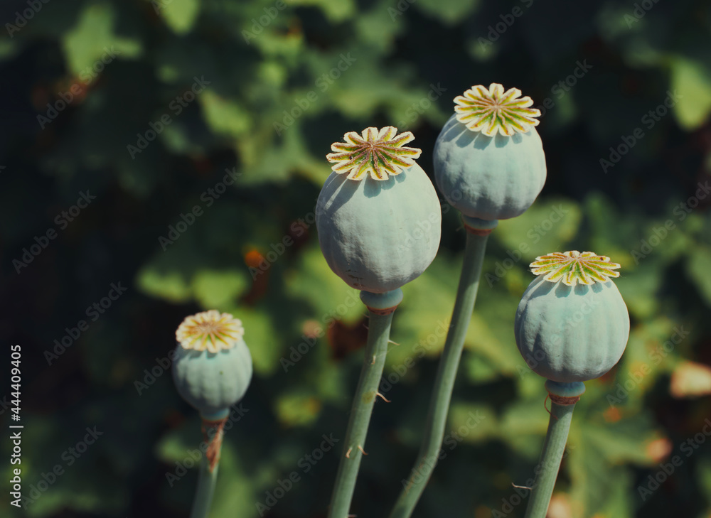 Opium poppy heads, close-up. Papaver somniferum, commonly known as the opium poppy or breadseed poppy, is a species of flowering plant in the family Papaveraceae. Opium poppy heads, close-up. Papaver somniferum, commonly known as the opium poppy or breadseed poppy, is a species of flowering plant in the family Papaveraceae.