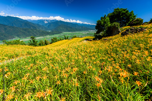 View of beautiful daylilies in the Liushishi Mountain of Hualien  Taiwan  is one of the famous attractions in Hualien.