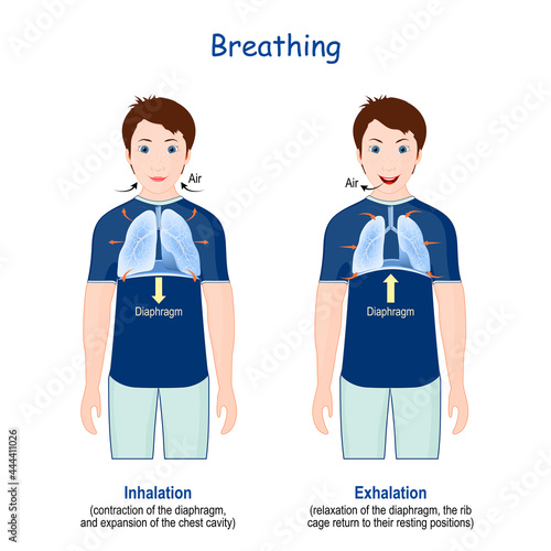 Breathing. Movement of rib cage during inspiration and expiration.