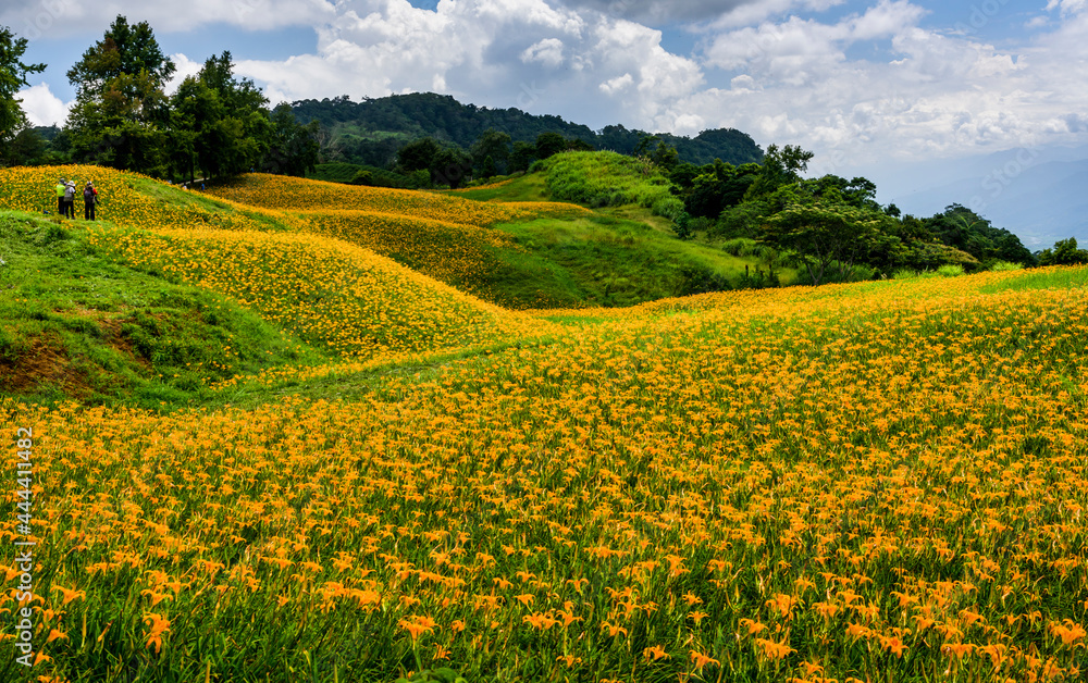The beautiful daylilies in the Chike mountain(Jinzhen Mountain) of Hualien, Taiwan.