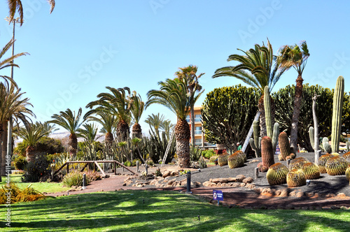 
Garden with huge cactuses and palm trees in the tourist village of Castillo Caleta de Fuste, Fuerteventura, Canary islands, Spain. photo