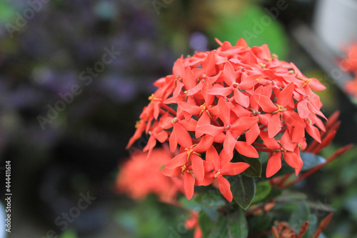 beauty red flower