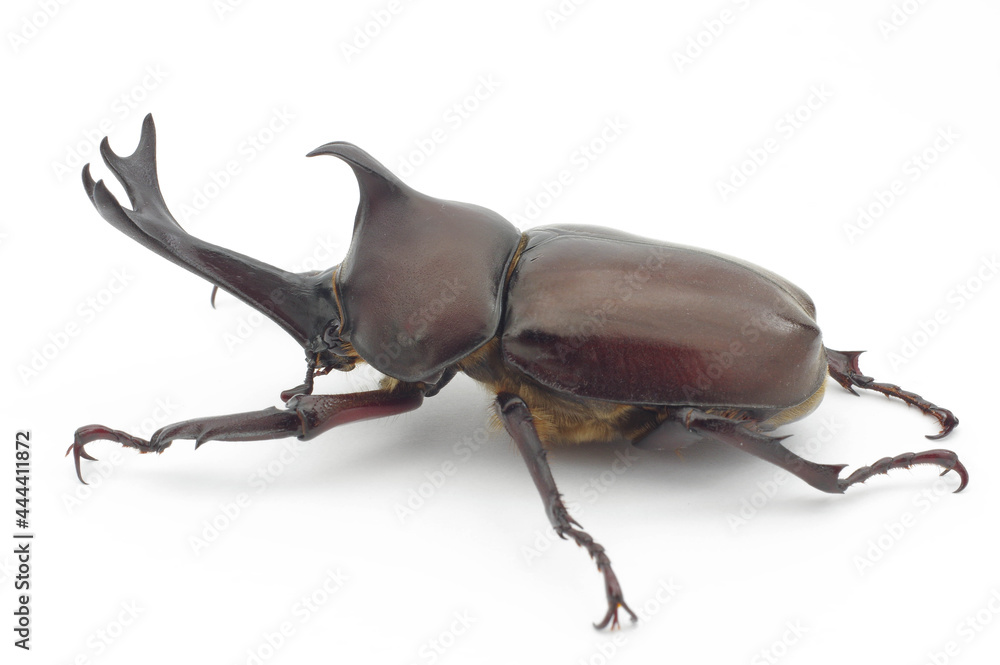 カブトムシ 白背景 Trypoxylus dichotomus カブトムシ 白背景 Trypoxylus dichotomus