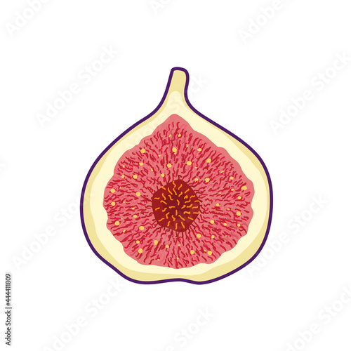 Fresh exotic half  fig  fruit on white background. Organic summer fruit. Trendy vector illustration.	
