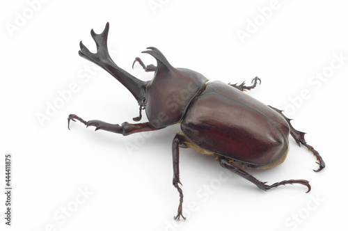 Obraz na płótnie カブトムシ 白背景 Trypoxylus dichotomus