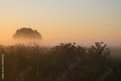 Beautiful landscape-early misty summer morning over a misty meadow and silhouettes of grass and space to copy