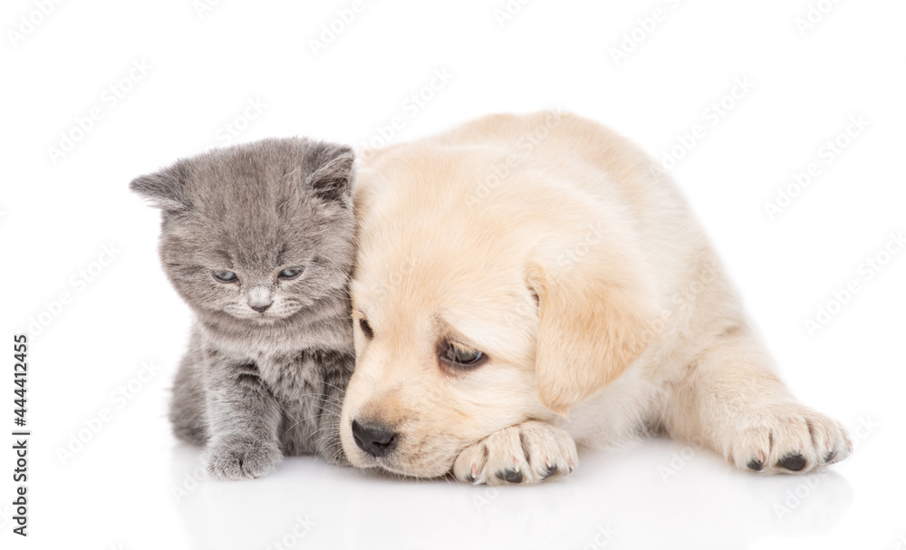 Cute Golden retriever puppy dog and tiny kitten lying together. isolated on white background Cute Golden retriever puppy dog and tiny kitten lying together. isolated on white background