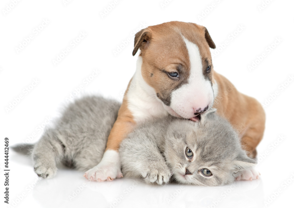 Miniature Bull Terrier puppy hugs and kisses tiny kitten. Isolated on white background
