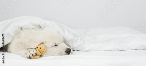 White Swiss shepherd puppy sleeps with toy bear under white warm blanket on a bed at home. Empty space for text
