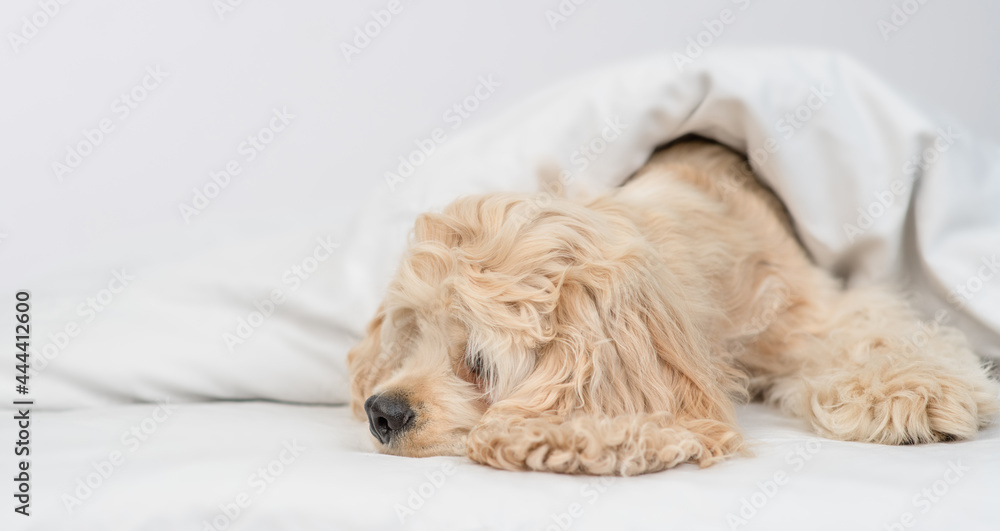 Sad American Cocker spaniel puppy lying  under white warm blanket on a bed at home