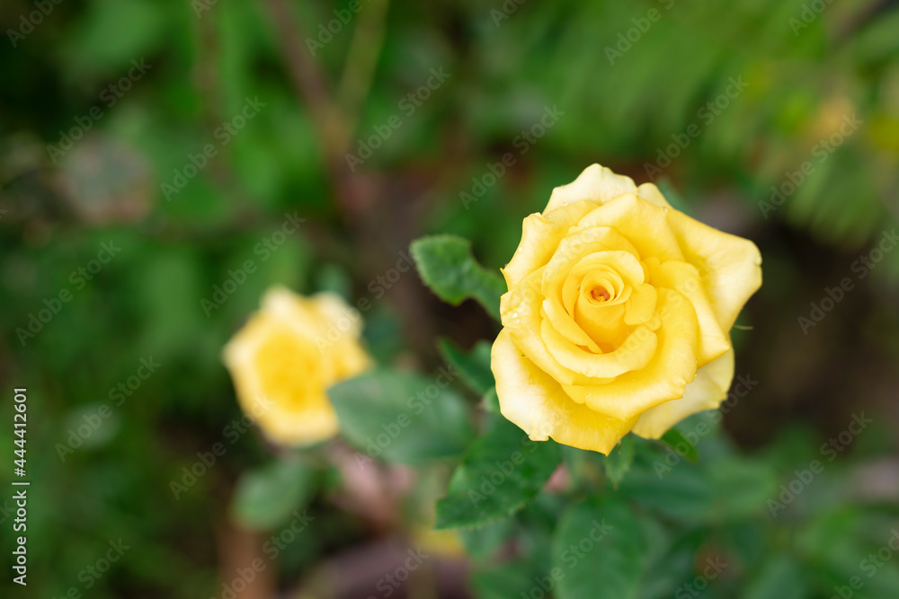 Yellow roses blooming in the garden in the morning. Yellow roses blooming in the garden in the morning.