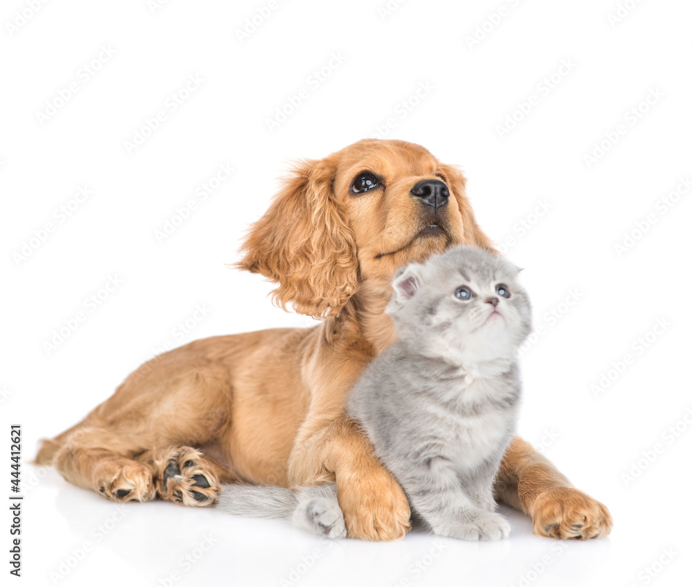 English cocker spaniel puppy dog hugs kitten. Pets look away and up together. isolated on white background