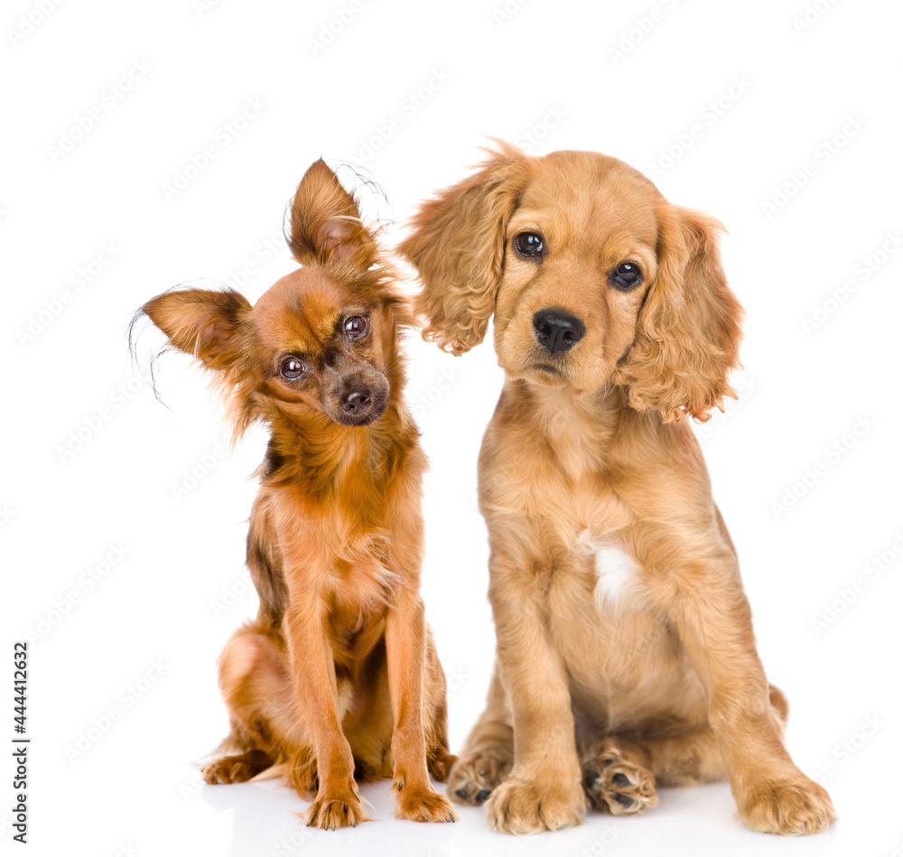 English cocker spaniel puppy dog and toy terrier puppy sit together in front view. isolated on white background