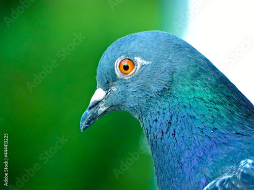 Head of city pigeon (Columba livia forma urbana)
