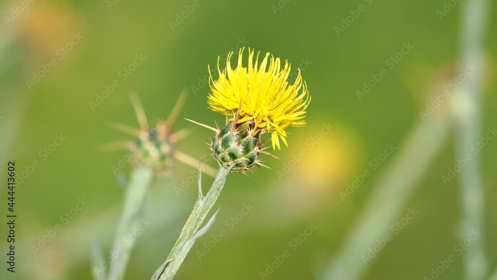 Yellow star-thistle flower, Centaurea solstitialis Yellow star-thistle flower, Centaurea solstitialis