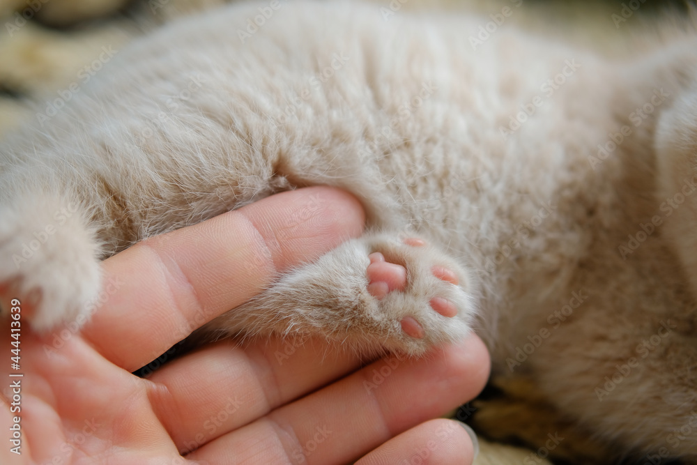close-up a human hand holds a cat's paw close-up a human hand holds a cat's paw