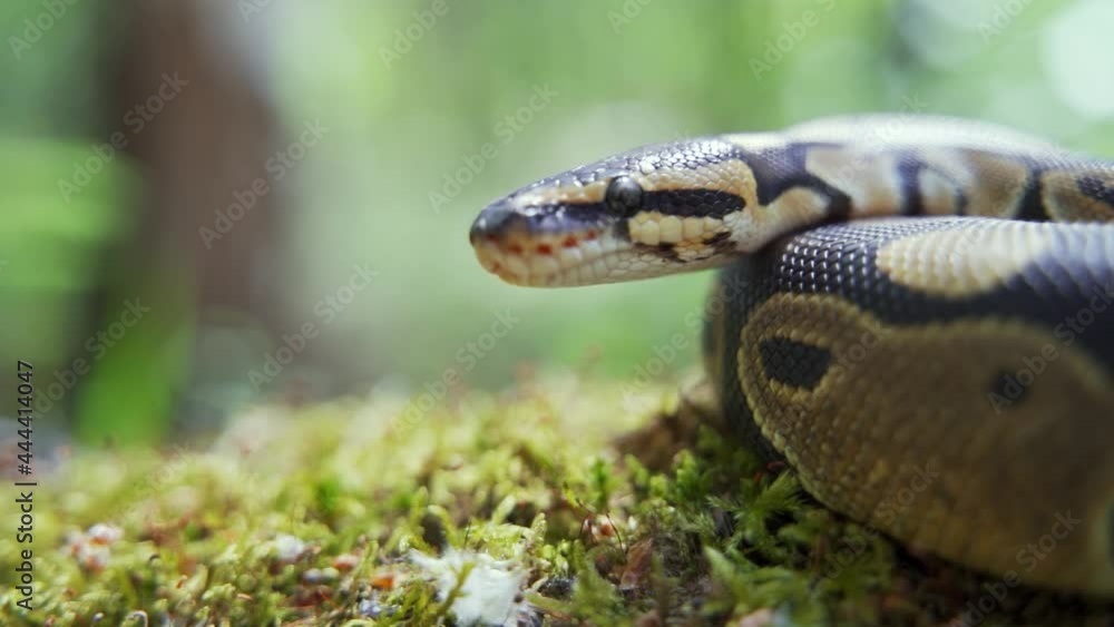 The boa constrictor lies on the grass and slowly raises its head up. The snake hisses and sticks out its tongue. Dangerous reptile. Slow motion, close-up, blurred background, HD. The boa constrictor lies on the grass and slowly raises its head up. The snake hisses and sticks out its tongue. Dangerous reptile. Slow motion, close-up, blurred background, HD.