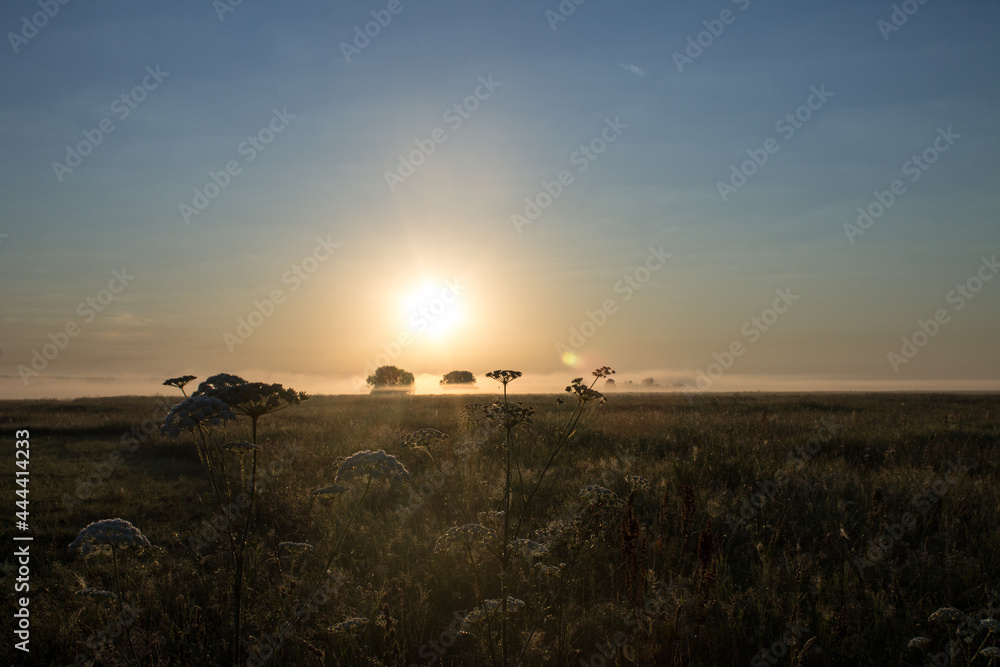 Fototapeta premium Natural background and space for copying-A beautiful golden sunrise over an endless meadow on a foggy summer morning defocused