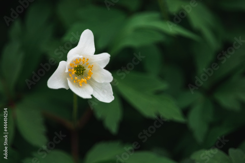 white wood anemone spring 