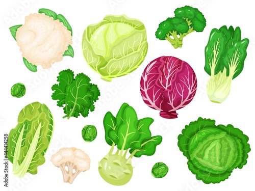 Cartoon cabbages. Fresh lettuce, broccoli, kale leaves, cauliflower, white and red cabbage. Various types of healthy green vegetables vector set. Farm, organic greenery as romaine and Brussels sprout