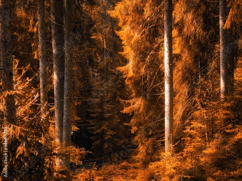 Magical autumn forest with sunshine in the morning. Fabulous place. Beautiful orange forest. Fall colors in the woods.