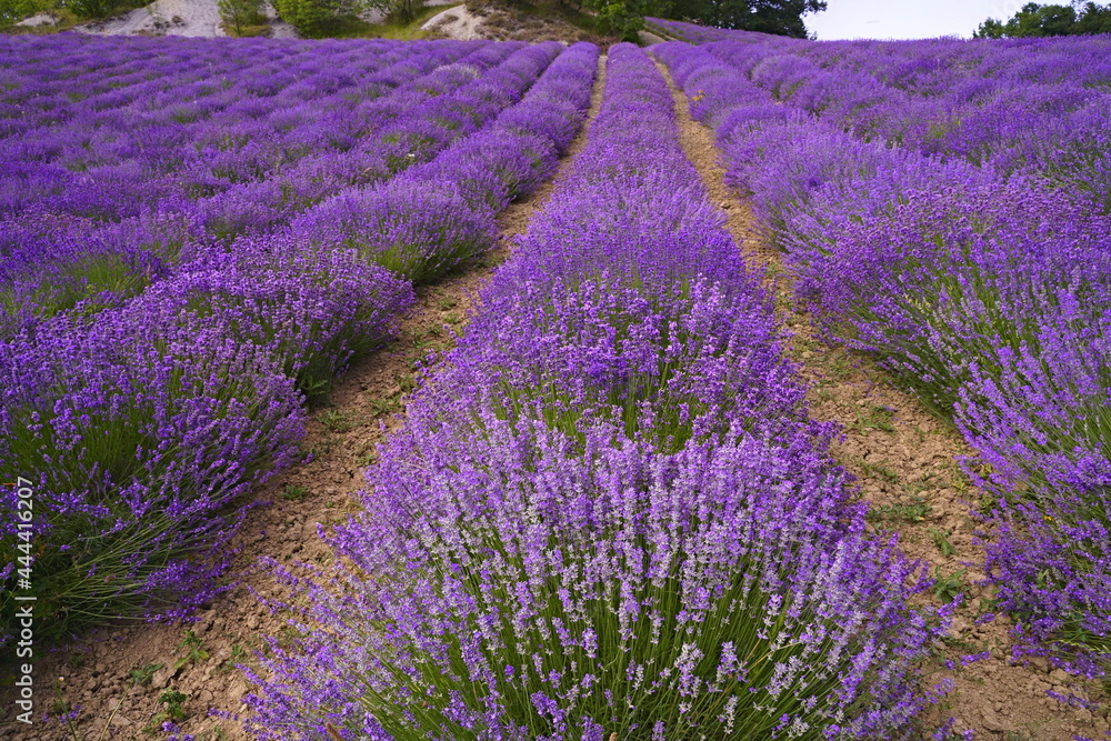 Obraz premium lavender field in the Italian countryside