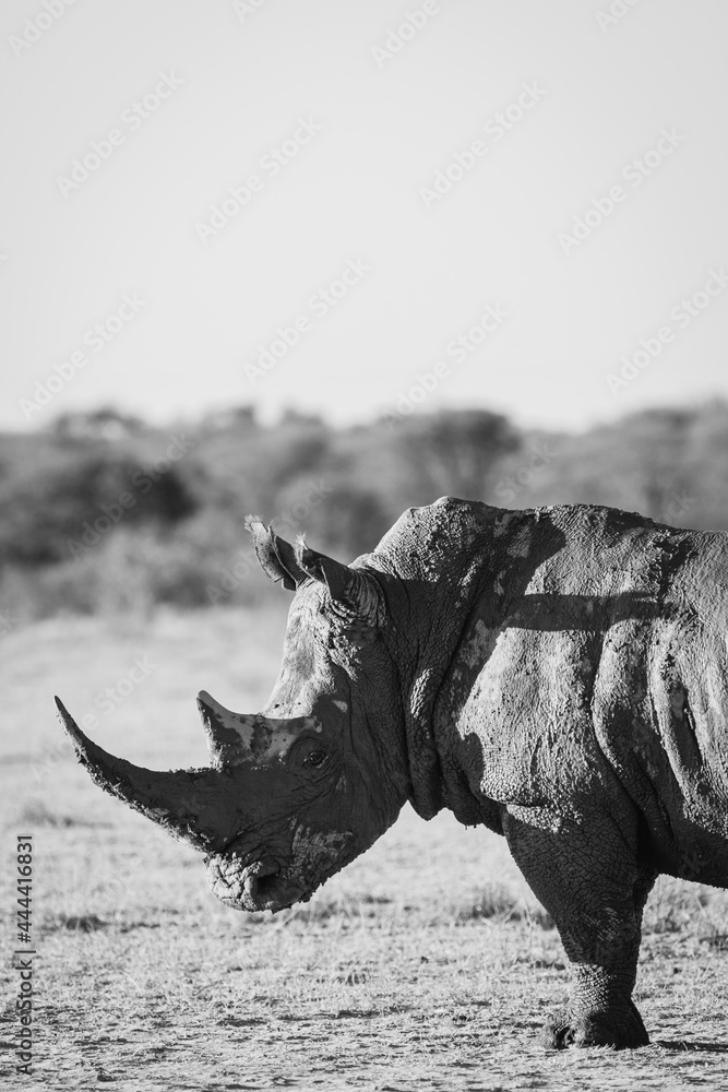 Fototapeta premium Ceratotherium Simum